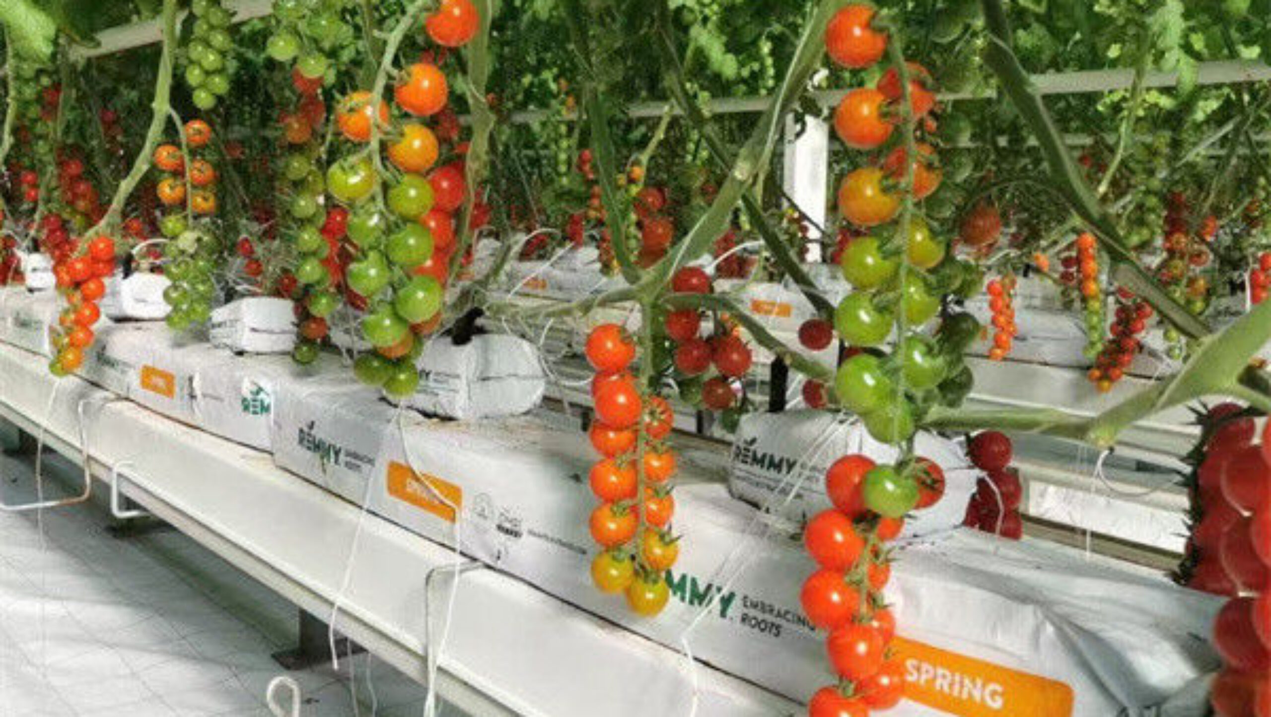 Tomato Plant Greenhouse Film Greenhouse With Hydroponic Culture Soilless Cultivation