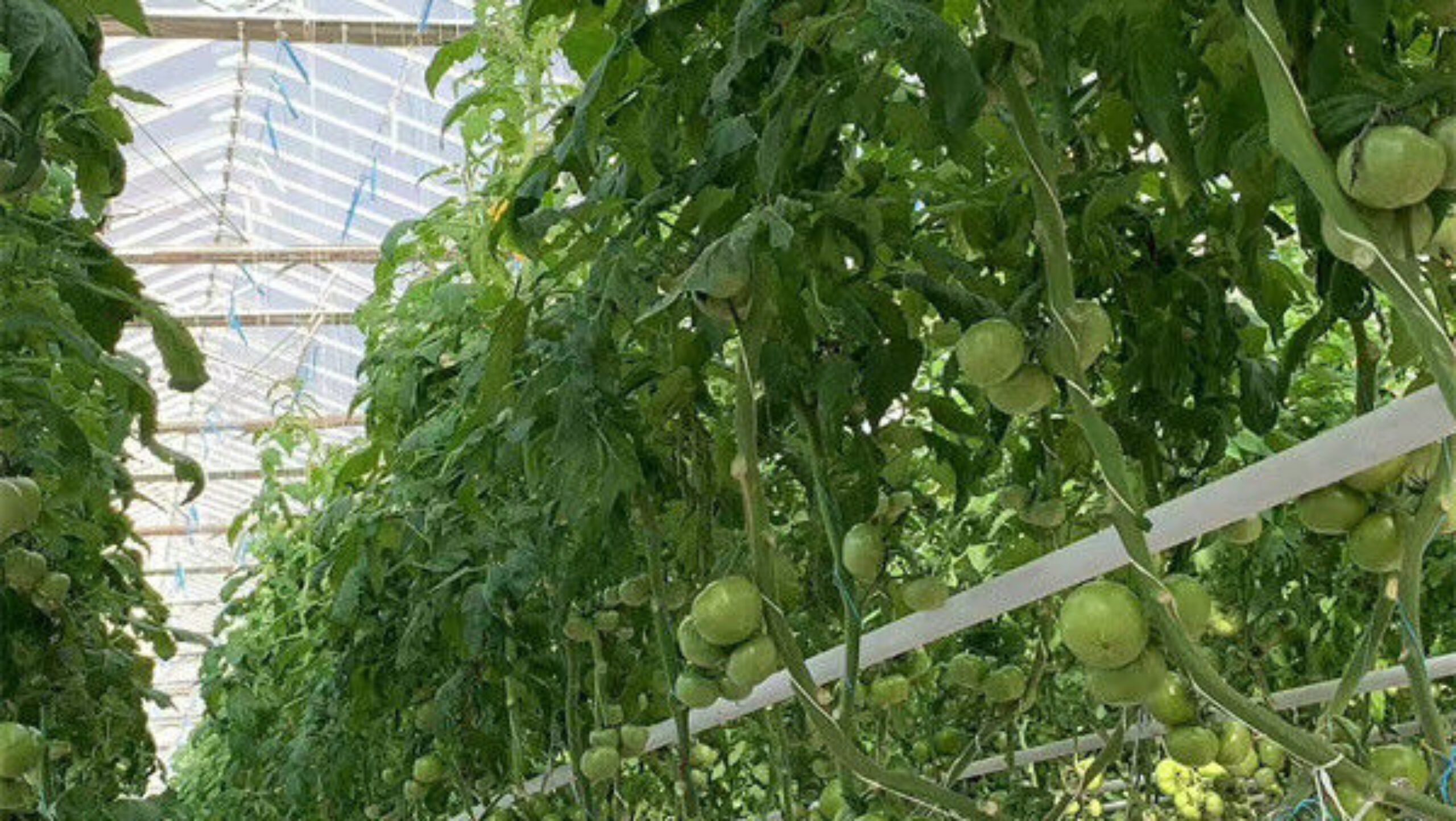 Tomato Plant Greenhouse Film Greenhouse With Hydroponic Culture Soilless Cultivation