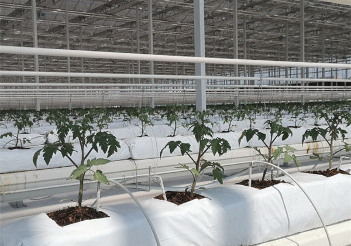 Tomato Plant Greenhouse Film Greenhouse With Hydroponic Culture Soilless Cultivation