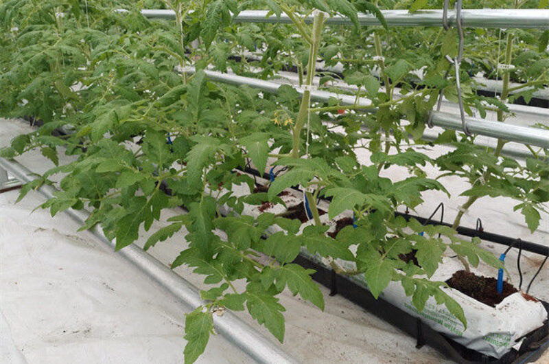 Tomato Plant Greenhouse Film Greenhouse With Hydroponic Culture Soilless Cultivation