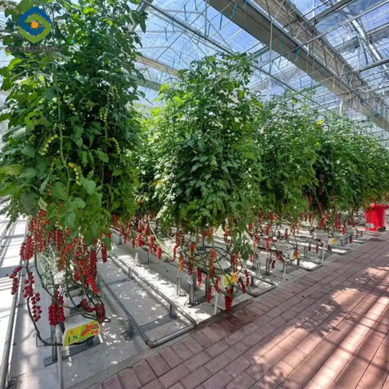 Tomato Planting Complete DIY Greenhouse Kit With Hot Dip Steel Frame PE / Glass Cover