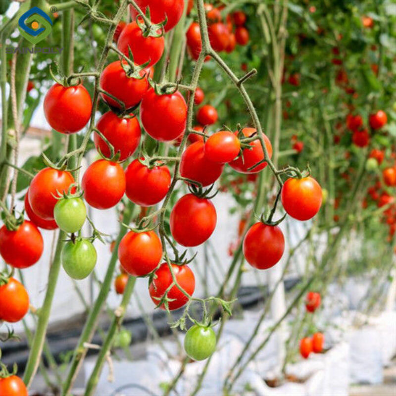 Tomato Planting Complete DIY Greenhouse Kit With Hot Dip Steel Frame PE / Glass Cover