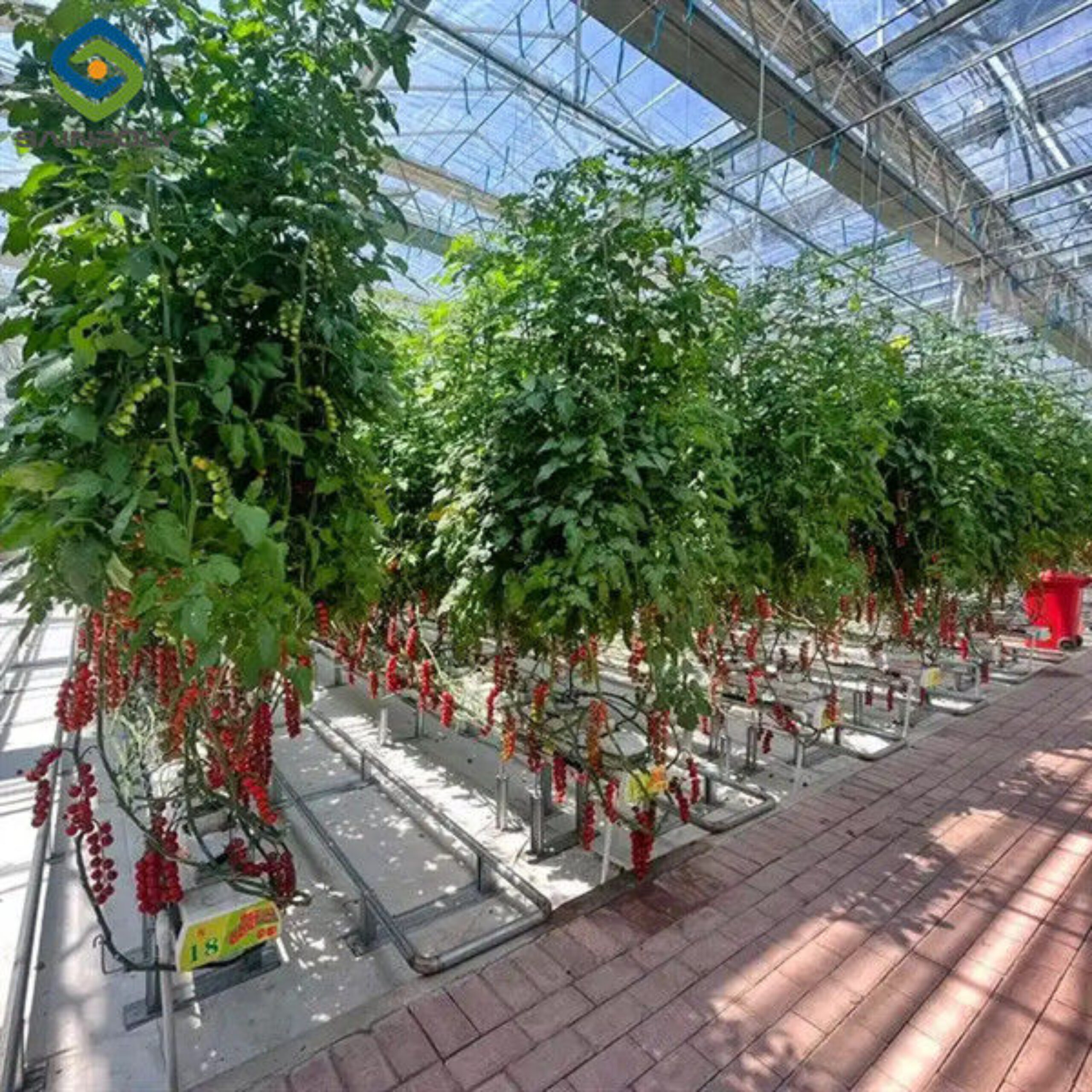 Tomato Planting Complete DIY Greenhouse Kit With Hot Dip Steel Frame PE / Glass Cover