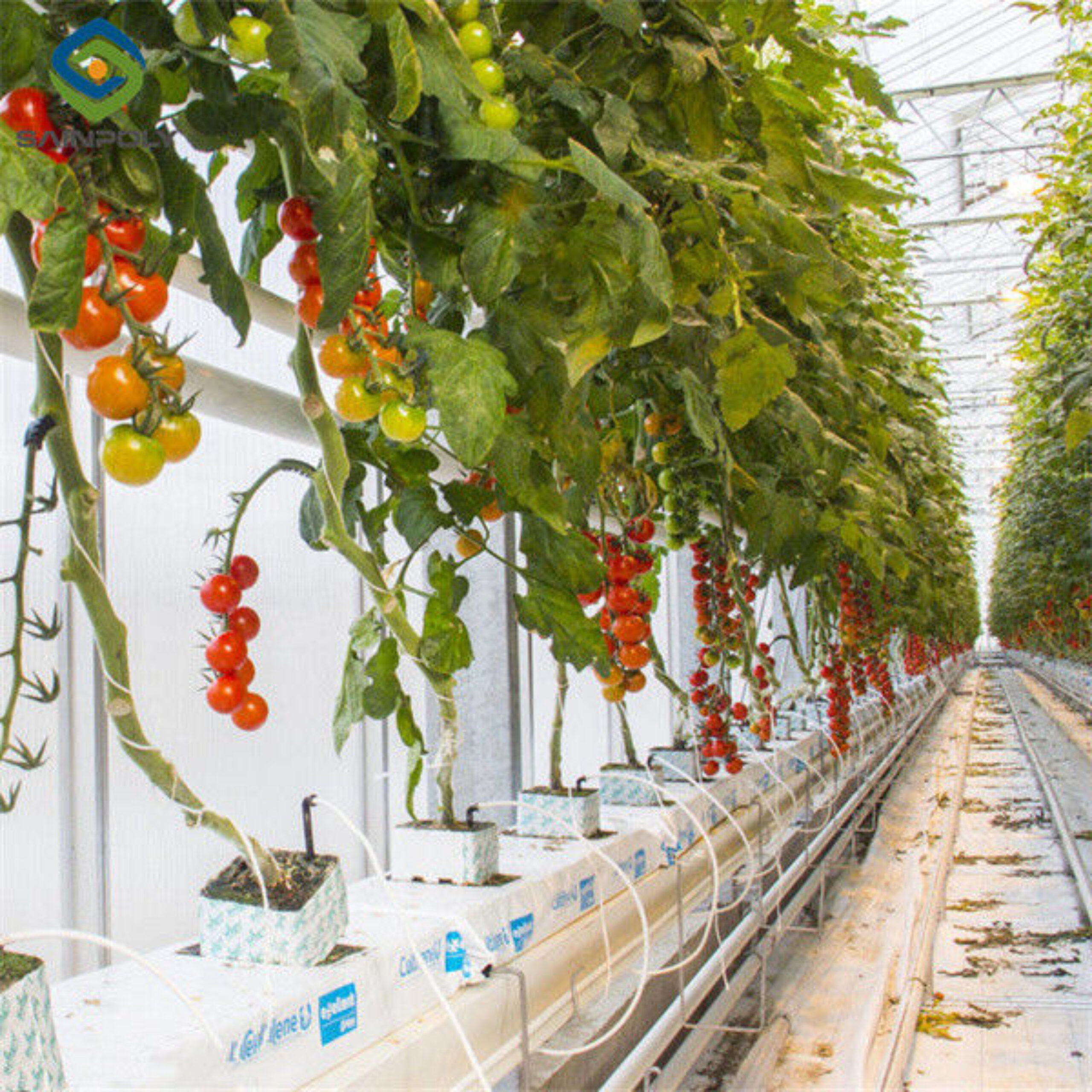 Tomato Planting Complete DIY Greenhouse Kit With Hot Dip Steel Frame PE / Glass Cover