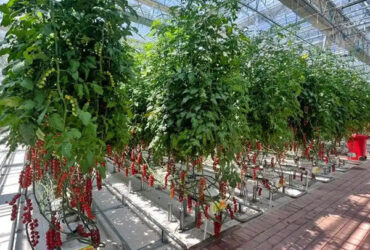 Tomato Planting Complete DIY Greenhouse Kit With Hot Dip Steel Frame PE / Glass Cover