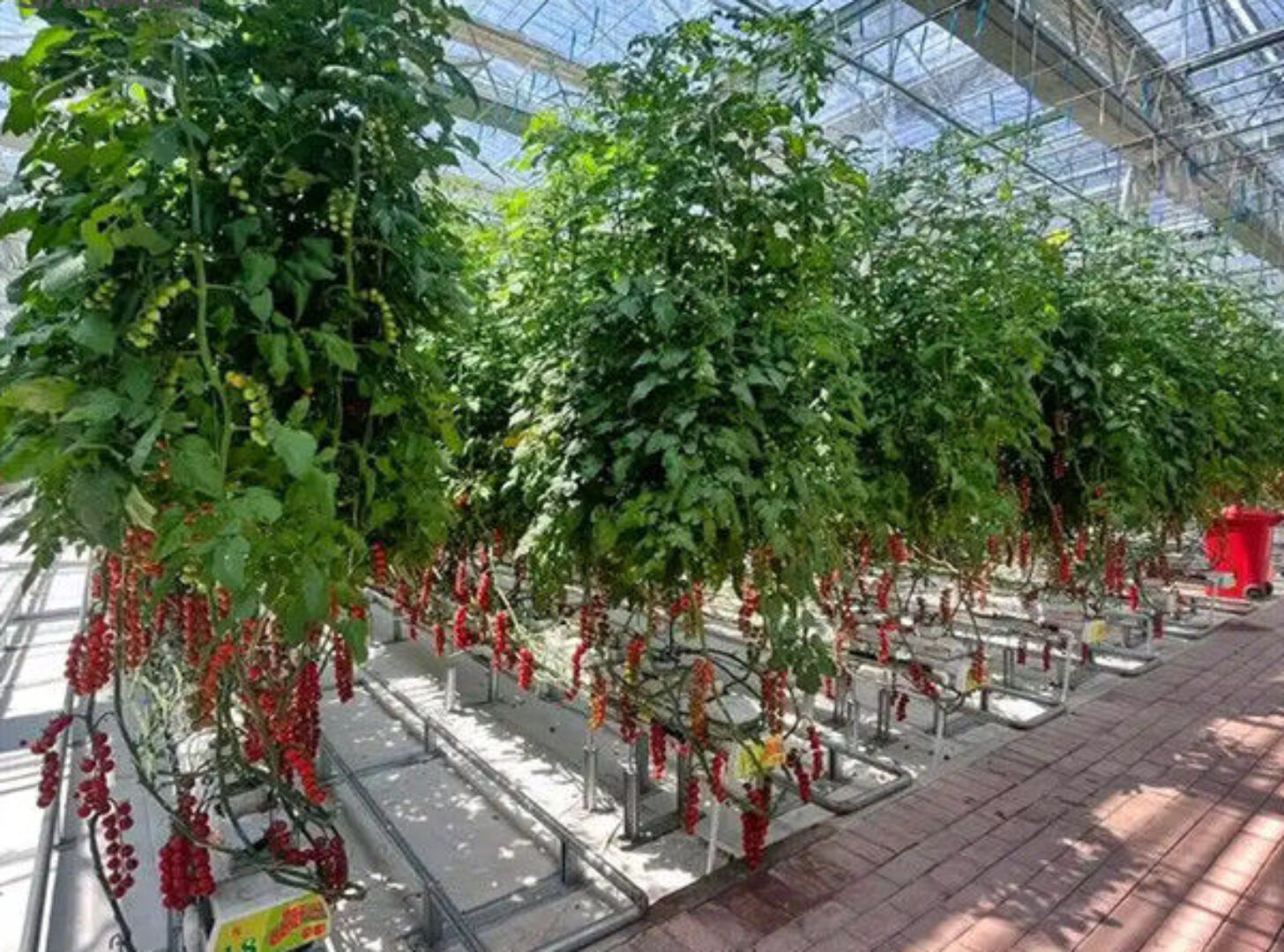 Tomato Planting Complete DIY Greenhouse Kit With Hot Dip Steel Frame PE / Glass Cover