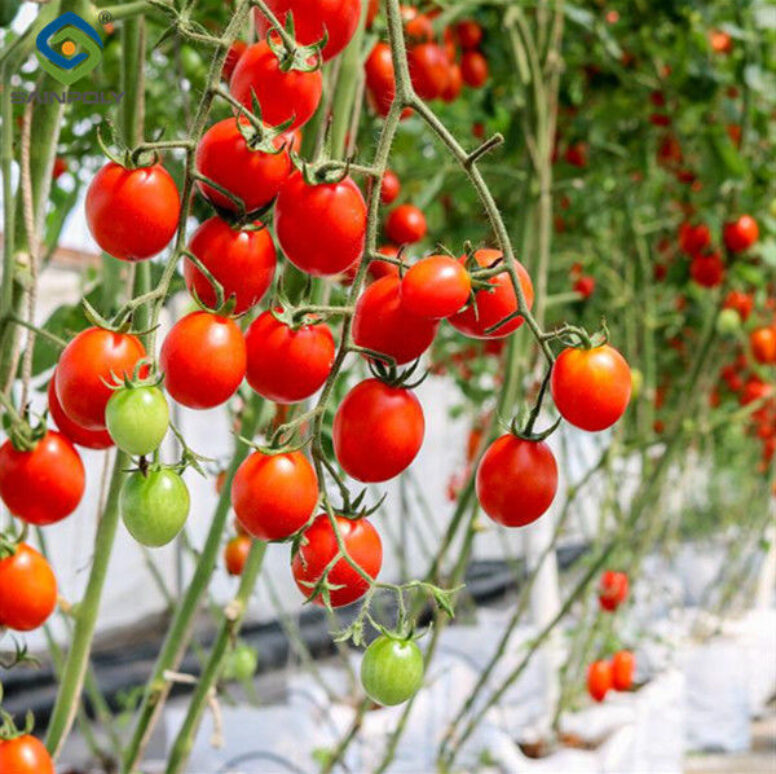 Tomato Planting Complete DIY Greenhouse Kit With Hot Dip Steel Frame PE / Glass Cover