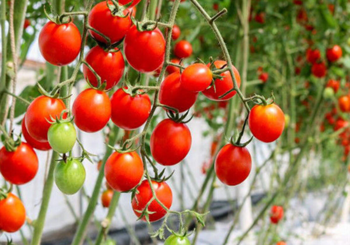 Tomato Planting Complete DIY Greenhouse Kit With Hot Dip Steel Frame PE / Glass Cover