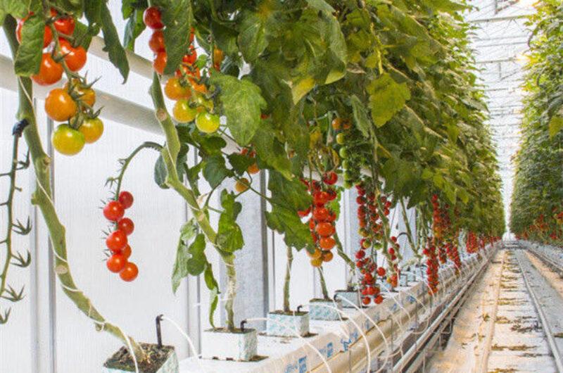 Tomato Planting Complete DIY Greenhouse Kit With Hot Dip Steel Frame PE / Glass Cover