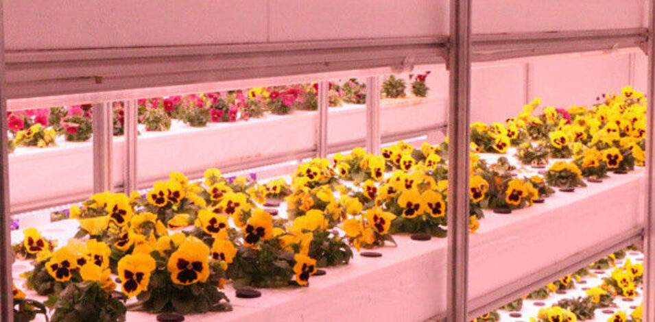 Toughened Clear Glass Flower Greenhouse Customized With Automatic Systems