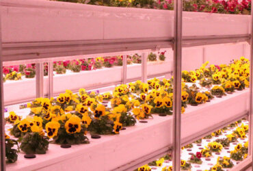 Toughened Clear Glass Flower Greenhouse Customized With Automatic Systems