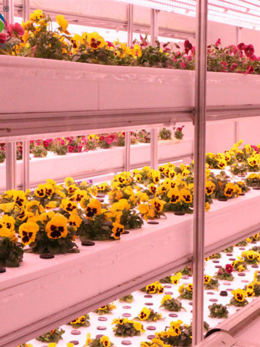 Toughened Clear Glass Flower Greenhouse Customized With Automatic Systems