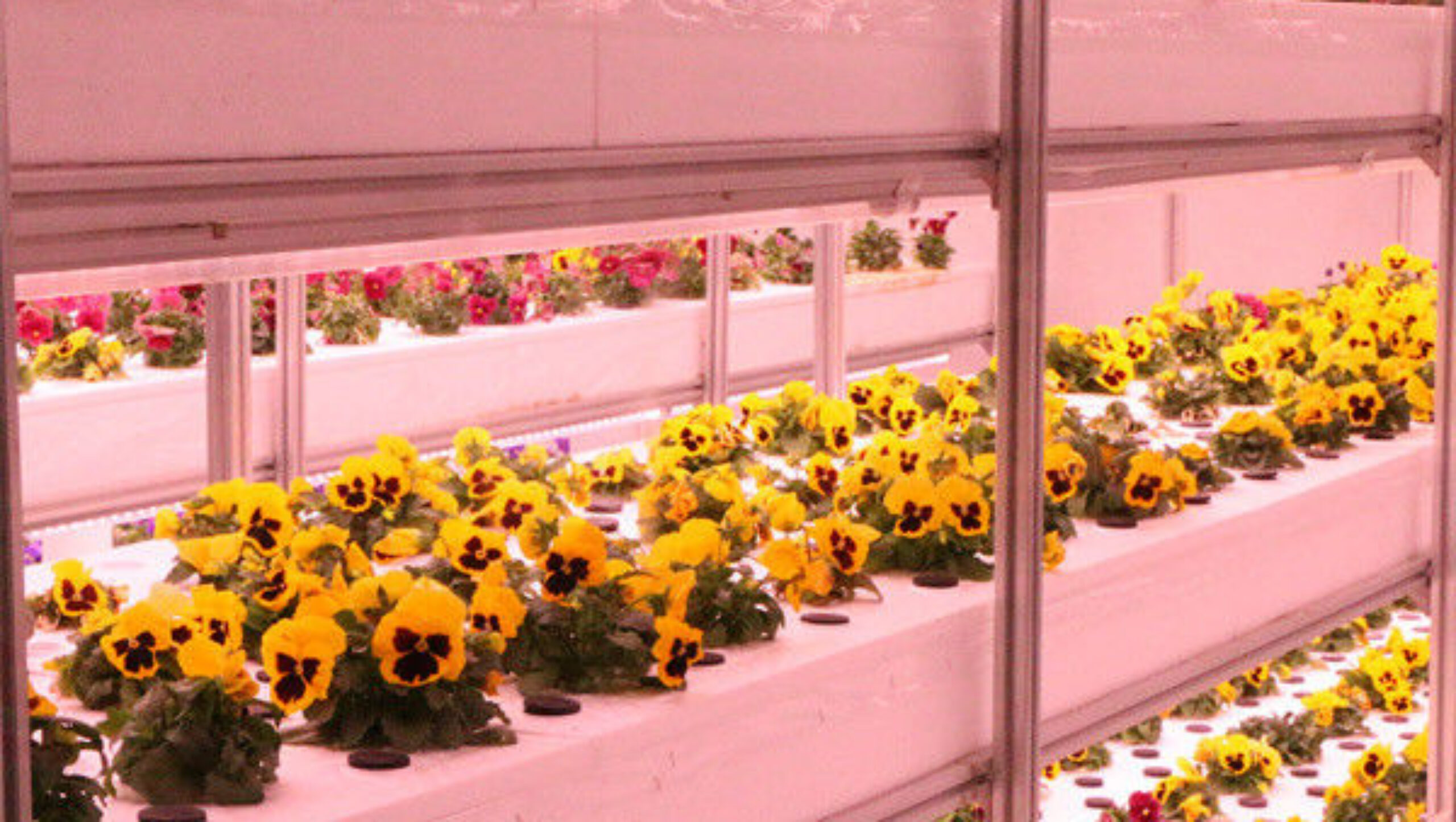 Toughened Clear Glass Flower Greenhouse Customized With Automatic Systems