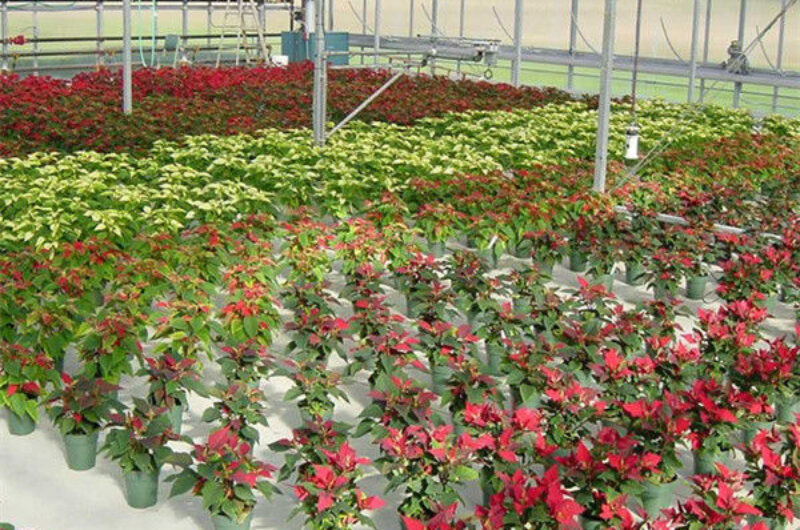 Toughened Clear Glass Flower Greenhouse Customized With Automatic Systems