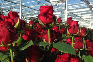 Transparent Large Commercial Greenhouse Agricultural Green House For Flowers