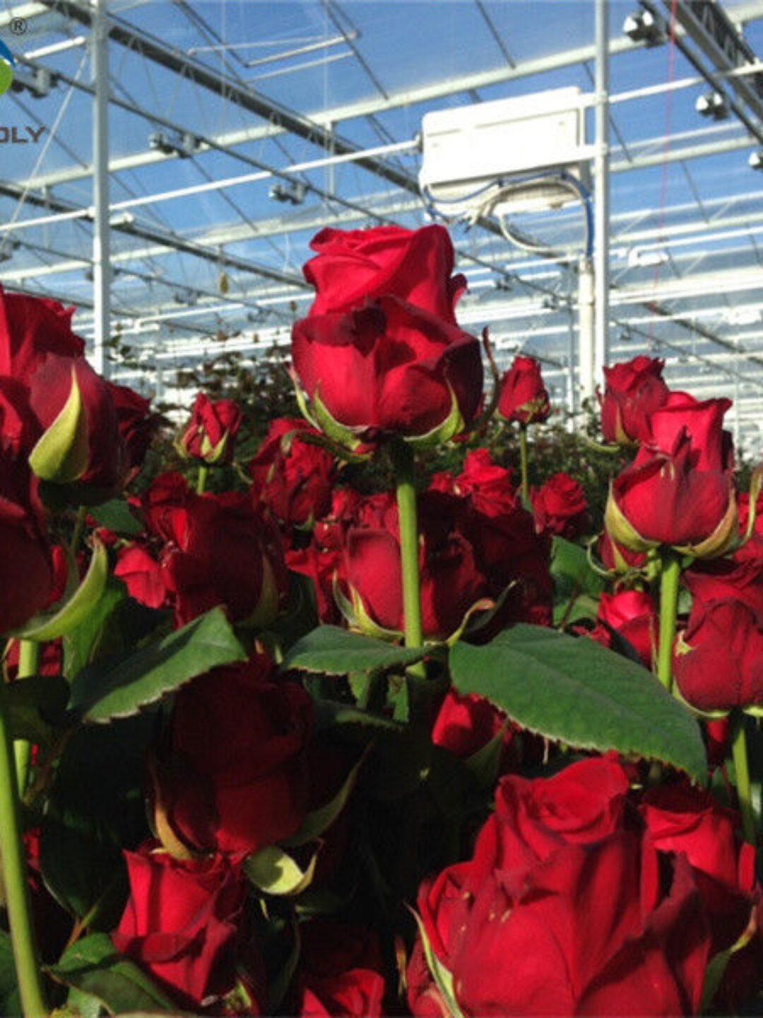Transparent Large Commercial Greenhouse Agricultural Green House For Flowers