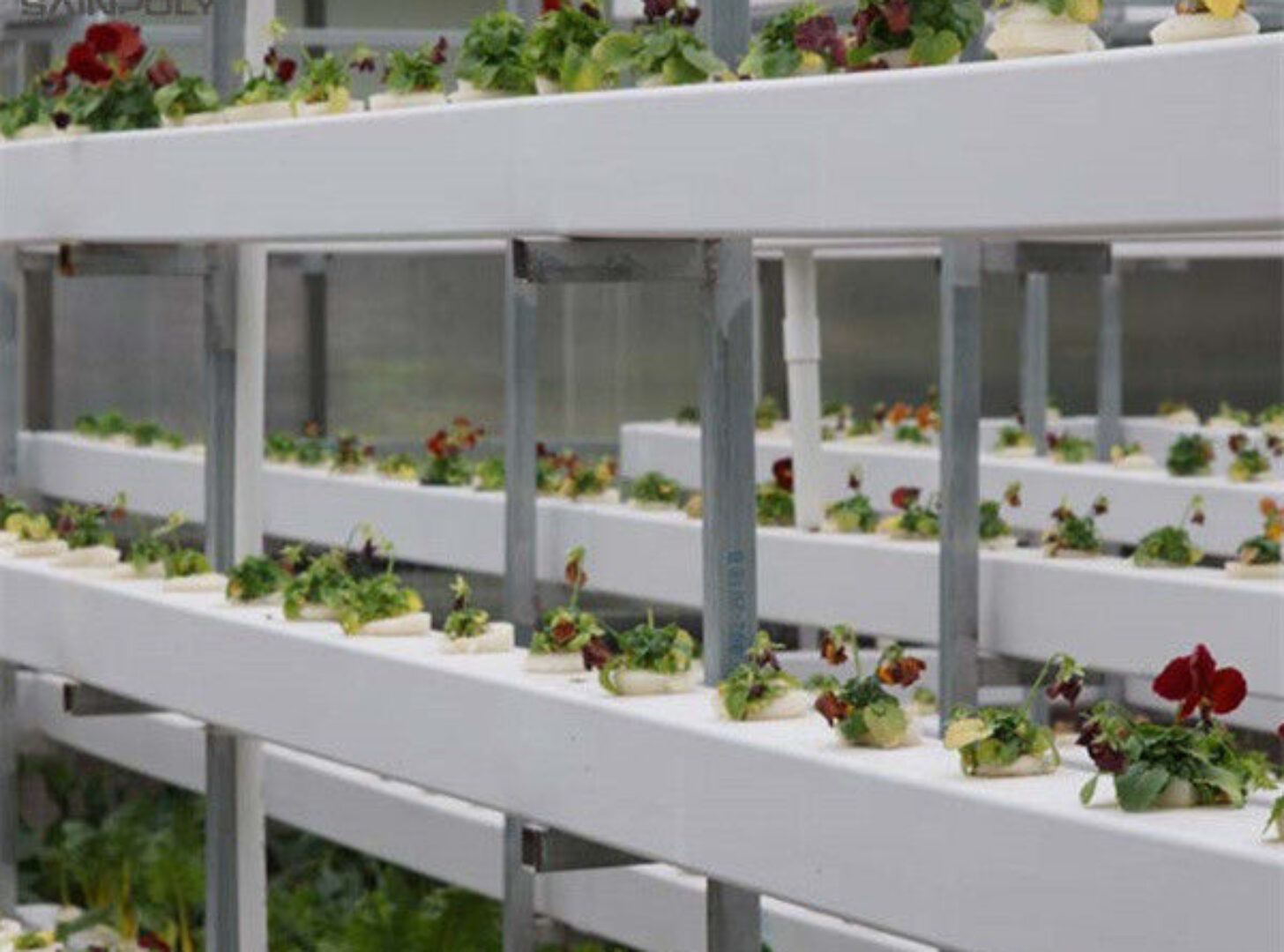 Transparent Large Commercial Greenhouse Agricultural Green House For Flowers