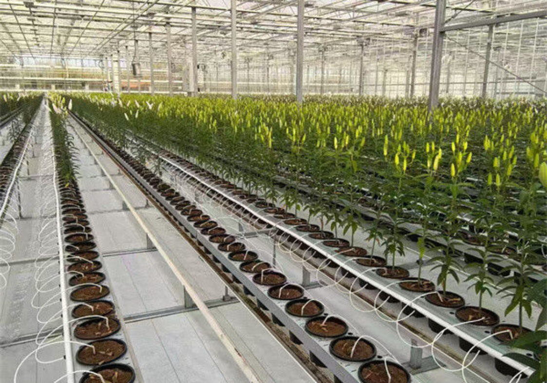 Transparent Large Commercial Greenhouse Agricultural Green House For Flowers