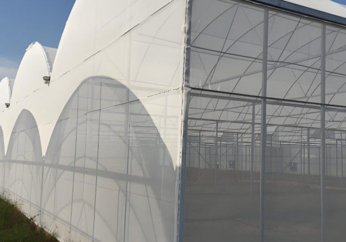 Tropical Multispan Agriculture Greenhouses Industrial Victorian Greenhouse