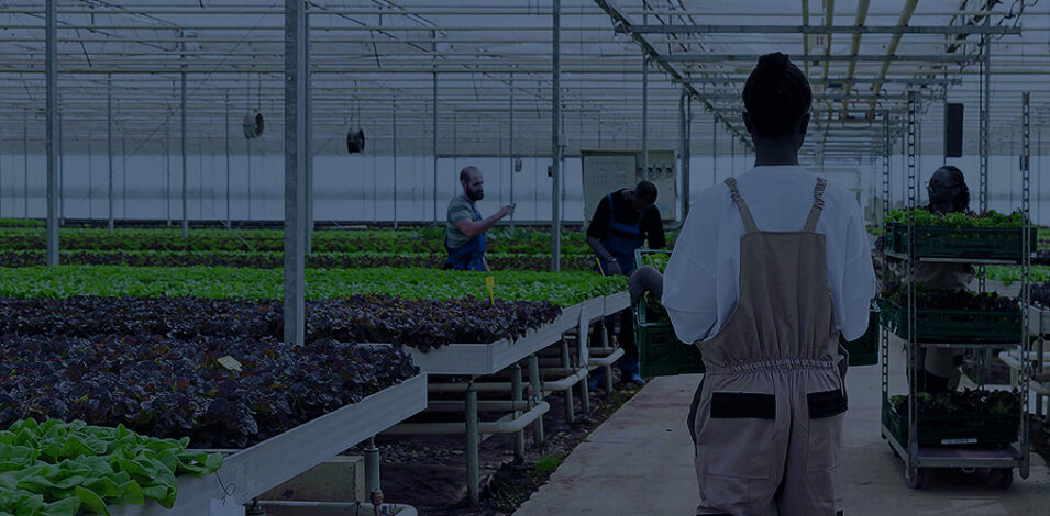 Tropical Plastic Film Greenhouse UV2792 AD