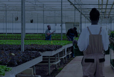 Tropical Plastic Film Greenhouse UV2792 AD