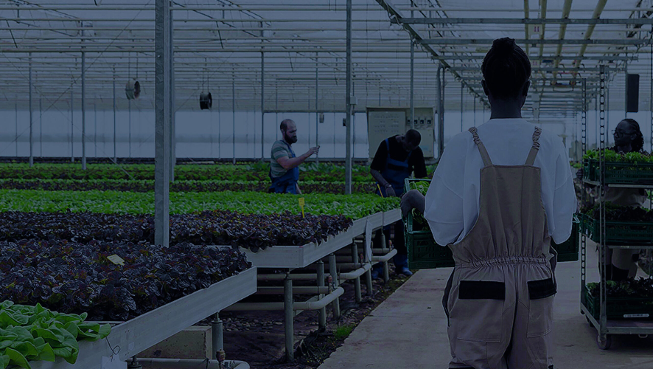 Tropical Plastic Film Greenhouse UV2792 AD