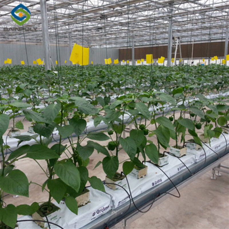 Turnkey Project Multi Span Commercial Hydroponic Greenhouse Waterproofing