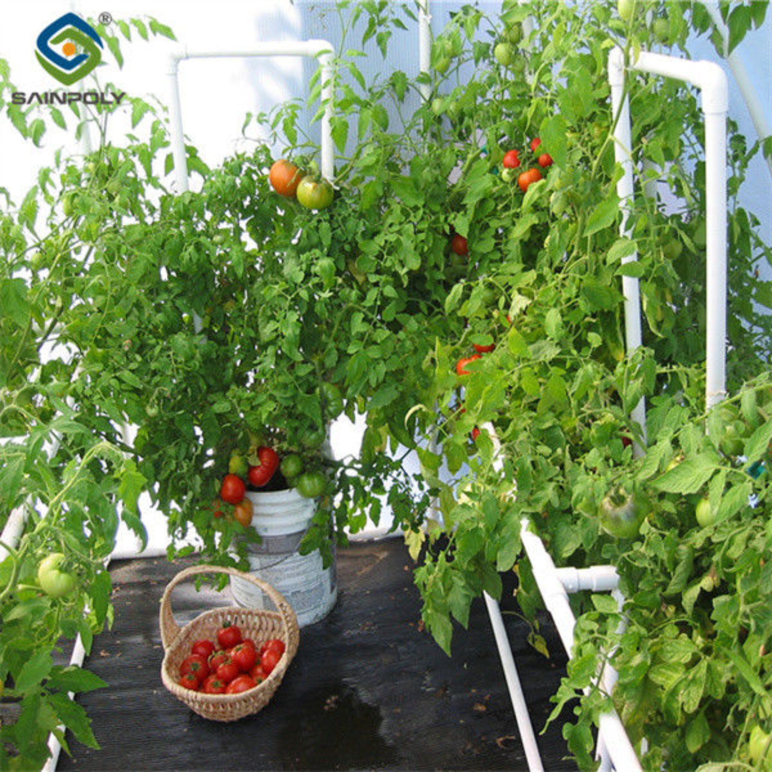 Turnkey Project Multi Span Commercial Hydroponic Greenhouse Waterproofing