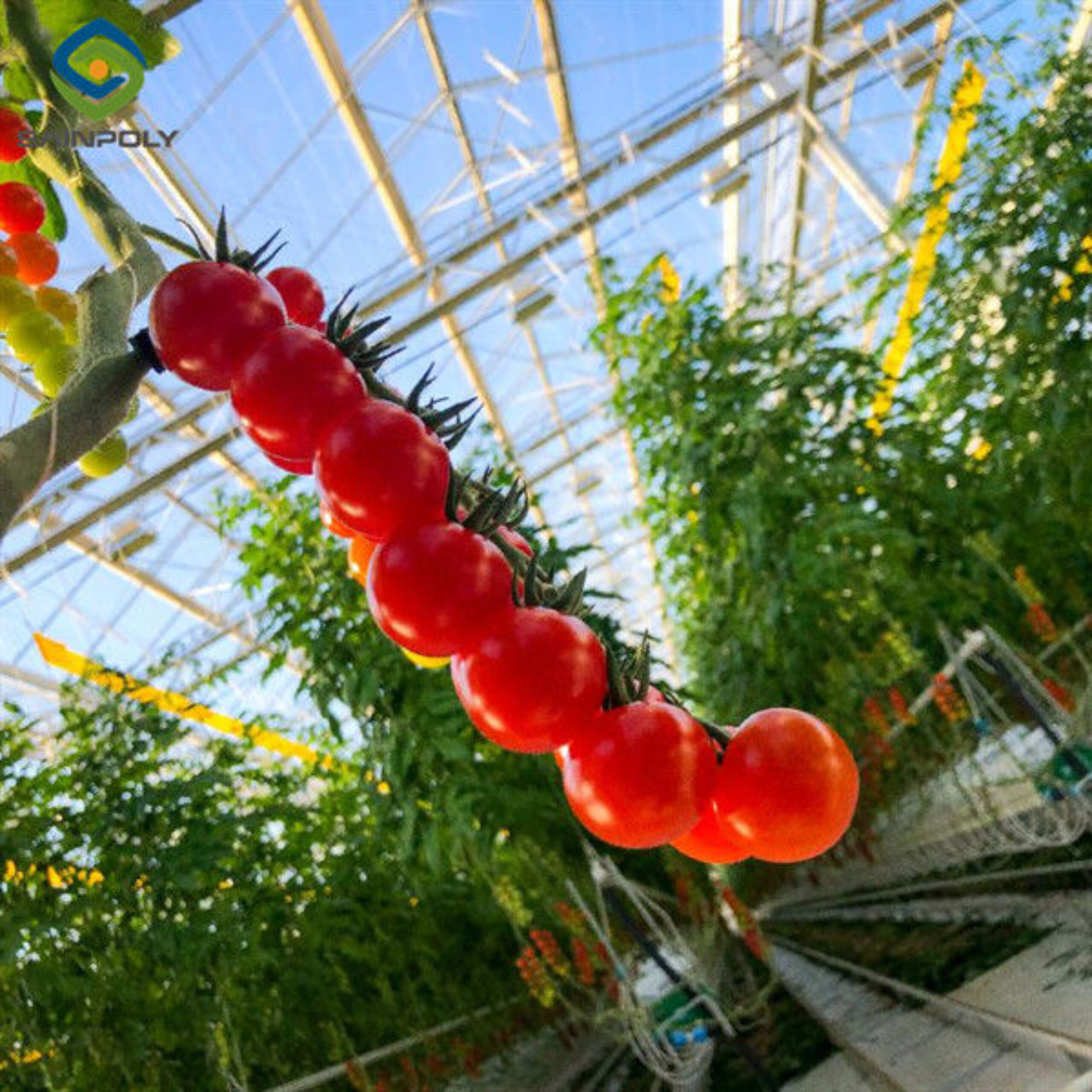 Turnkey Project Multi Span Commercial Hydroponic Greenhouse Waterproofing