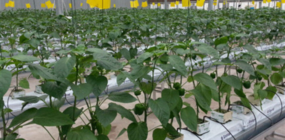 Turnkey Project Multi Span Commercial Hydroponic Greenhouse Waterproofing