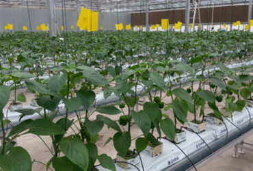 Turnkey Project Multi Span Commercial Hydroponic Greenhouse Waterproofing