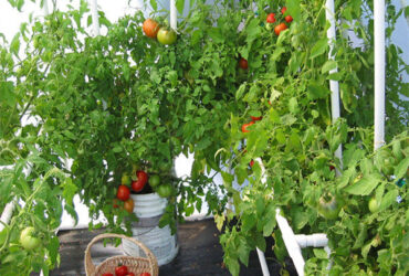 Turnkey Project Multi Span Commercial Hydroponic Greenhouse Waterproofing
