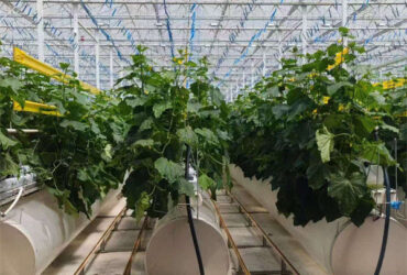 Turnkey Project Multi Span Commercial Hydroponic Greenhouse Waterproofing