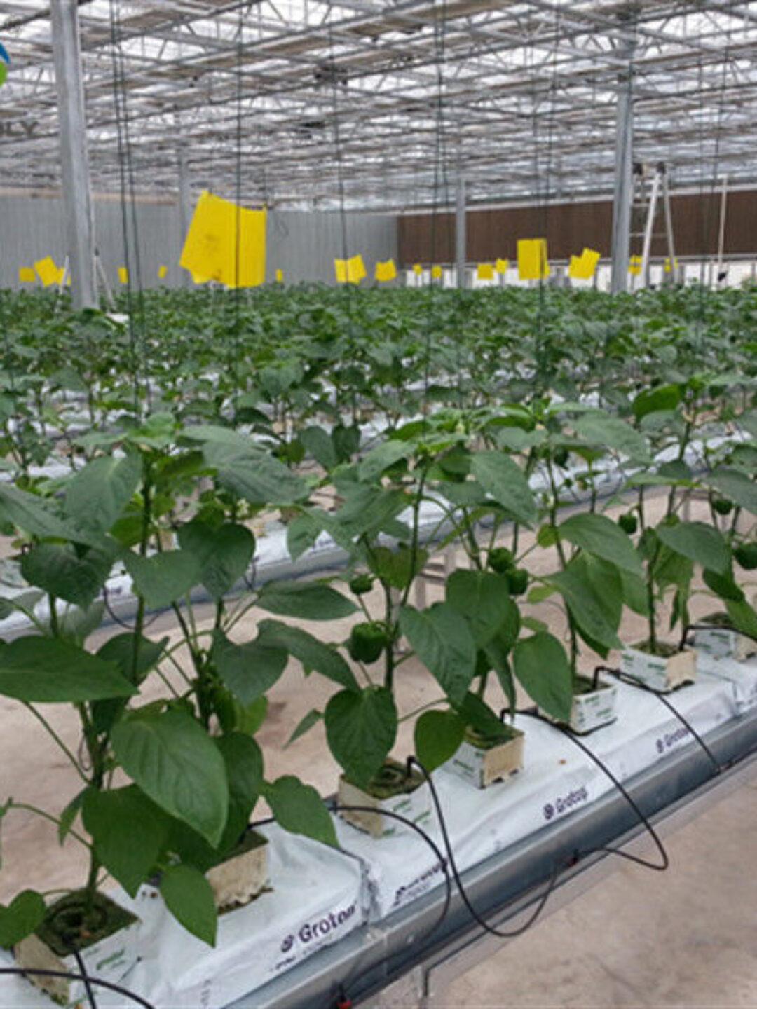 Turnkey Project Multi Span Commercial Hydroponic Greenhouse Waterproofing