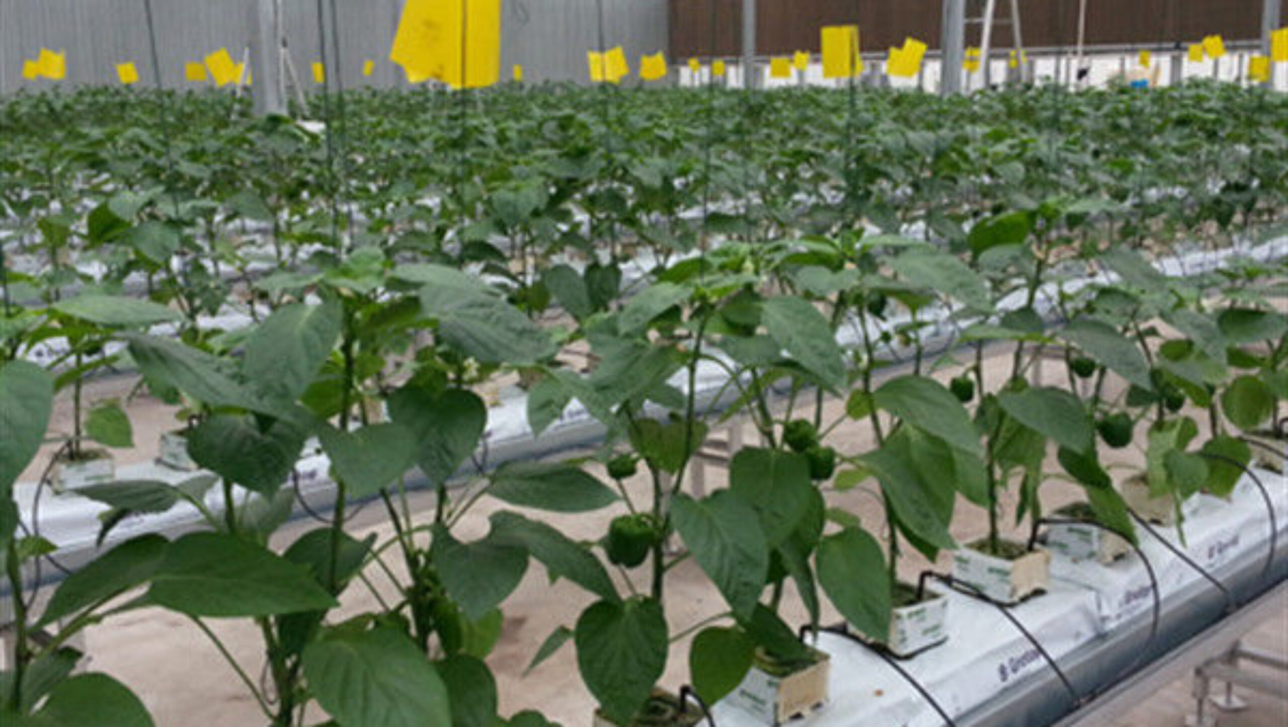 Turnkey Project Multi Span Commercial Hydroponic Greenhouse Waterproofing