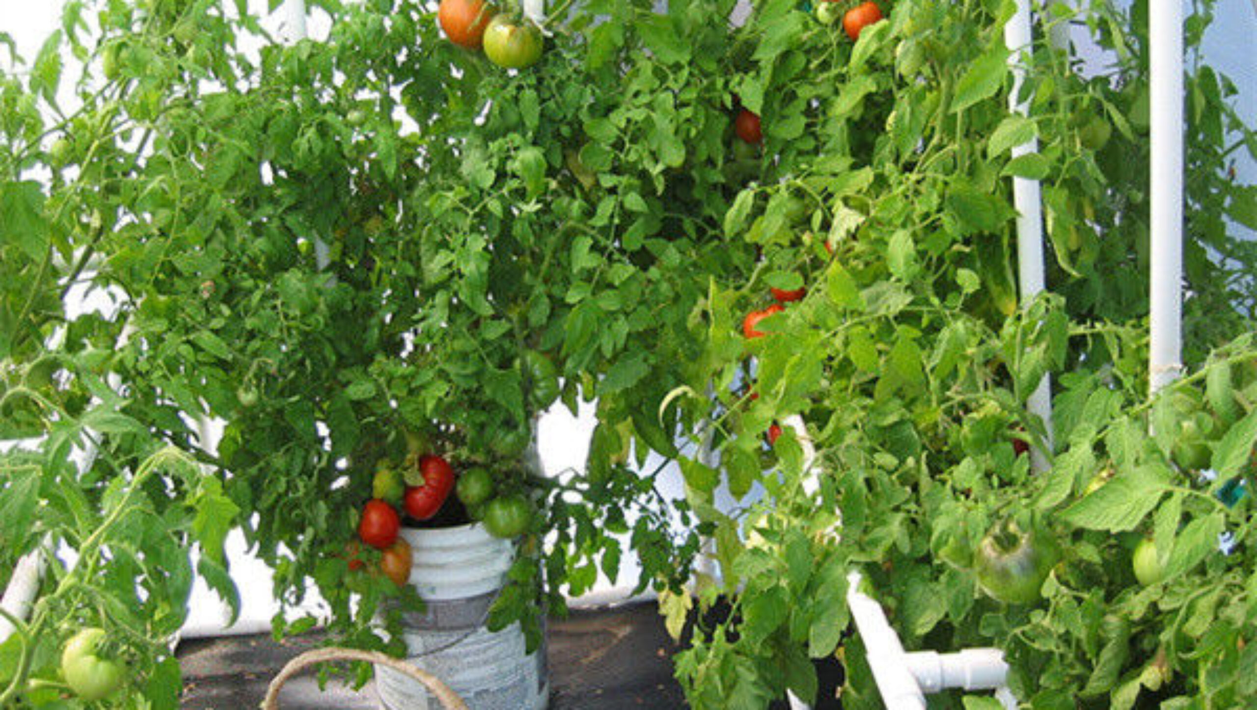 Turnkey Project Multi Span Commercial Hydroponic Greenhouse Waterproofing