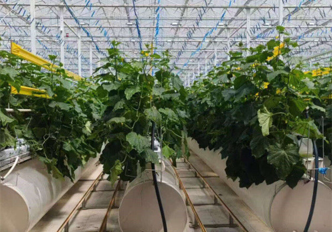 Turnkey Project Multi Span Commercial Hydroponic Greenhouse Waterproofing
