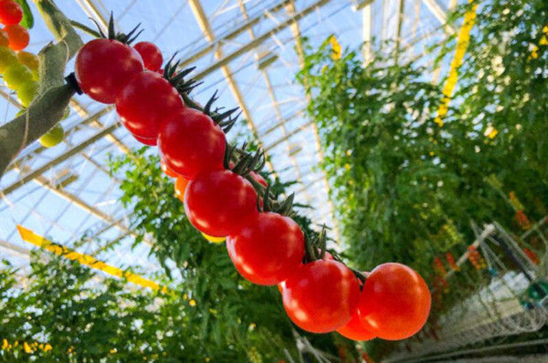 Turnkey Project Multi Span Commercial Hydroponic Greenhouse Waterproofing