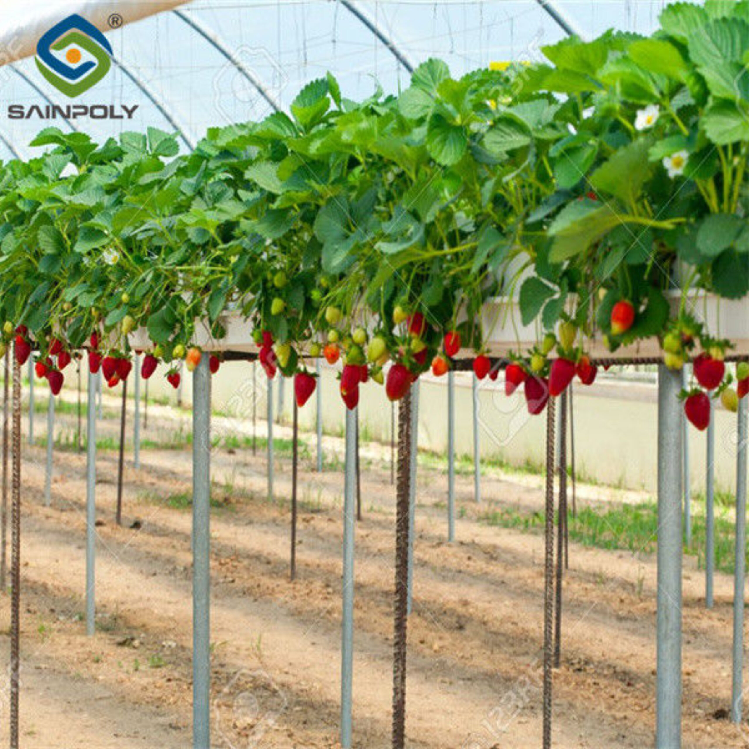 Ultraviolet Proof Double Film Strawberry Green House Large Size