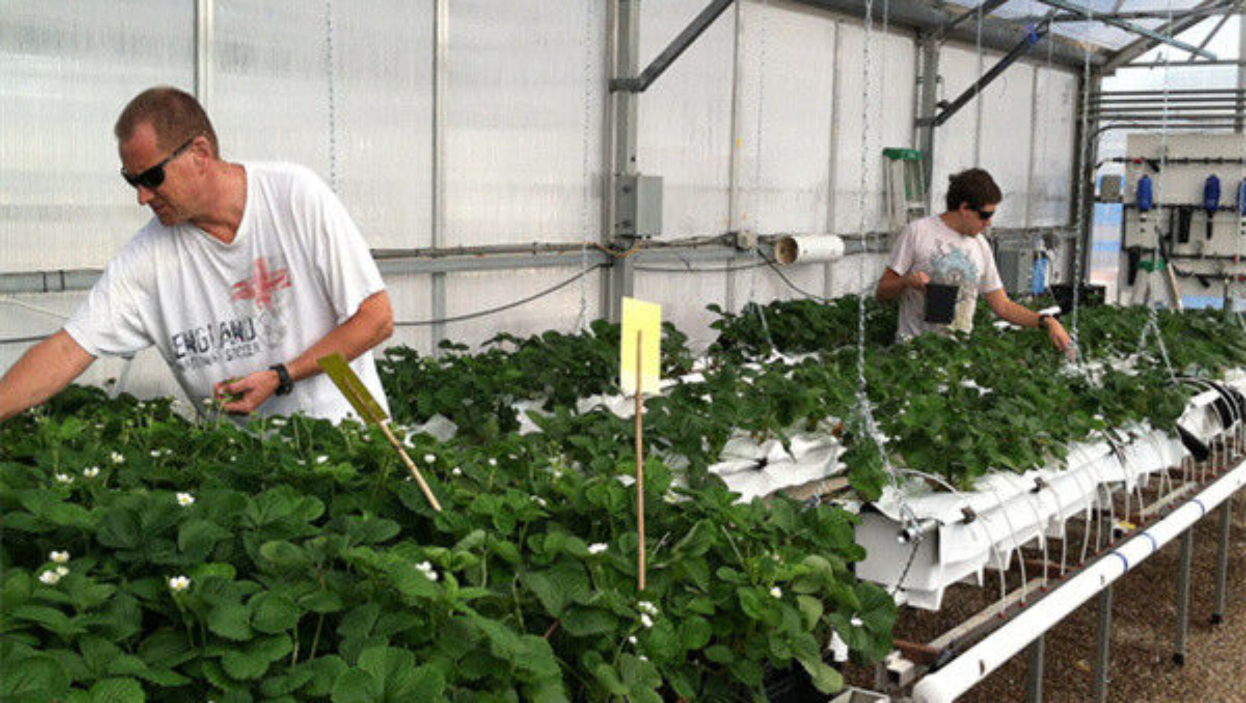 Ultraviolet Proof Double Film Strawberry Green House Large Size