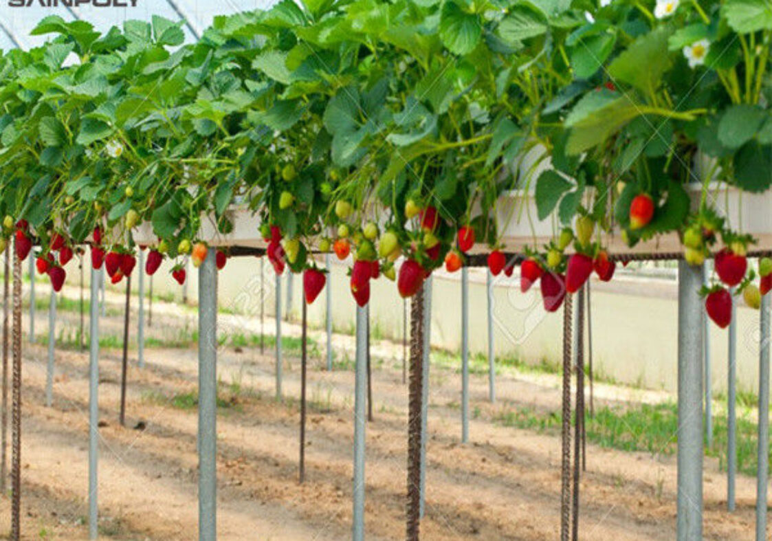 Ultraviolet Proof Double Film Strawberry Green House Large Size