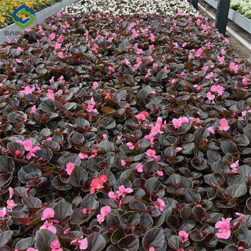 Uv Protection Transparent Flower Garden Greenhouse Easy To Assemble