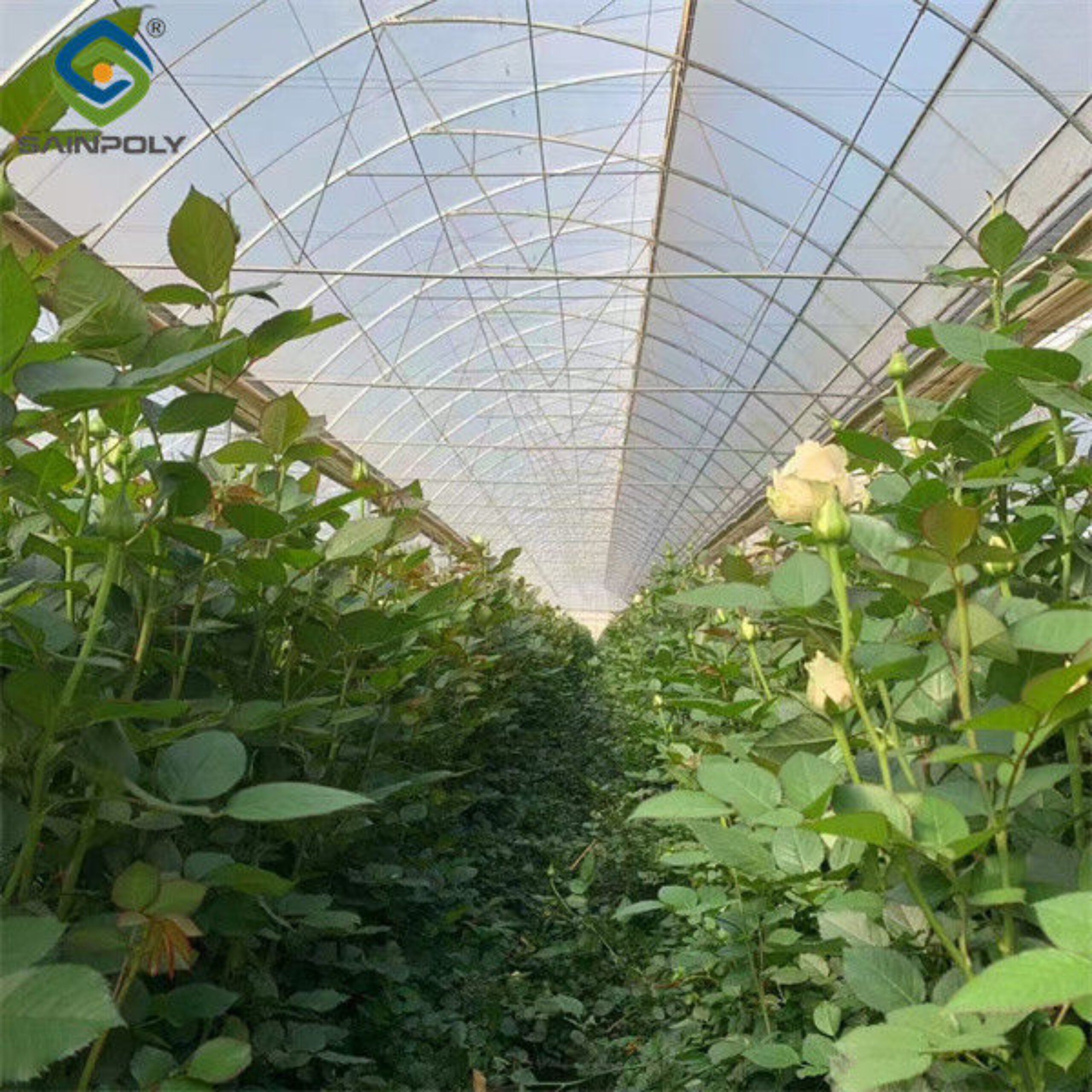 Uv Protection Transparent Flower Garden Greenhouse Easy To Assemble