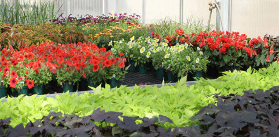 Uv Protection Transparent Flower Garden Greenhouse Easy To Assemble