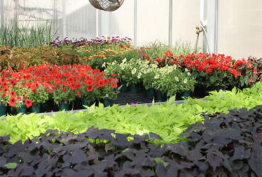 Uv Protection Transparent Flower Garden Greenhouse Easy To Assemble
