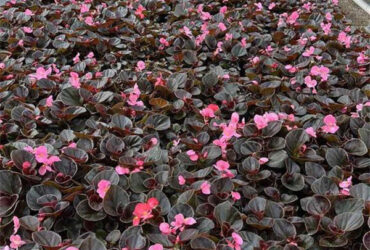 Uv Protection Transparent Flower Garden Greenhouse Easy To Assemble
