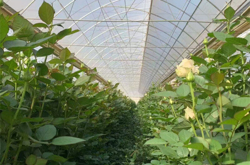 Uv Protection Transparent Flower Garden Greenhouse Easy To Assemble