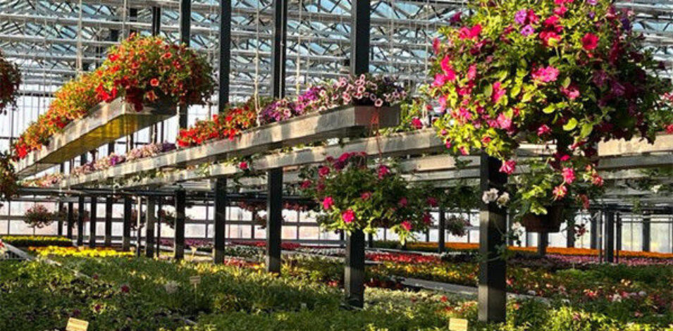 UV Resistant Mutli Span Flower Greenhouse Venlo Arch Type Waterproof