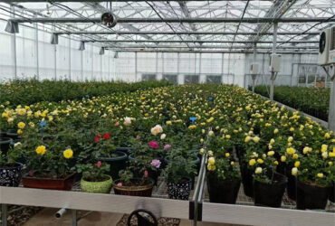 UV Resistant Mutli Span Flower Greenhouse Venlo Arch Type Waterproof