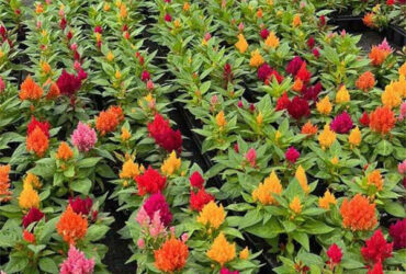 UV Resistant Mutli Span Flower Greenhouse Venlo Arch Type Waterproof